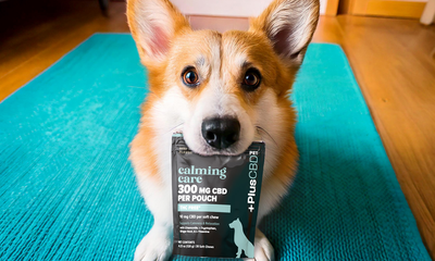 Ease Your Pet's Stress While Traveling With CBD